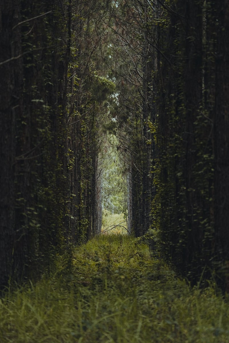 Pixie Pathways