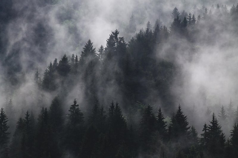 Wizardly Trees